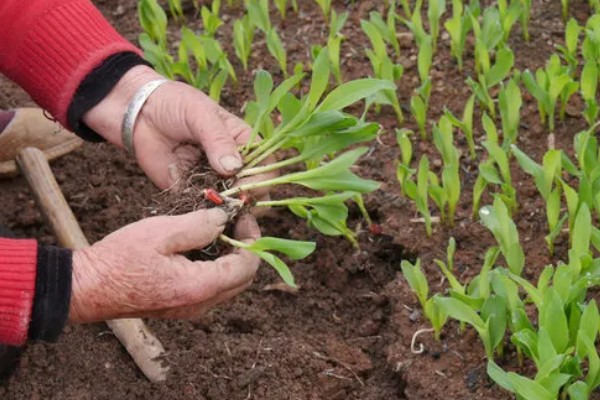 黑玉米的品种，黑珍珠、黑糯1号等品种很常见