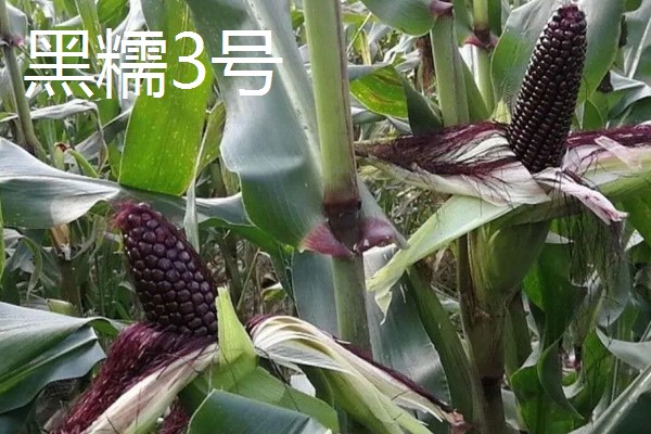 黑玉米的品种，黑珍珠、黑糯1号等品种很常见