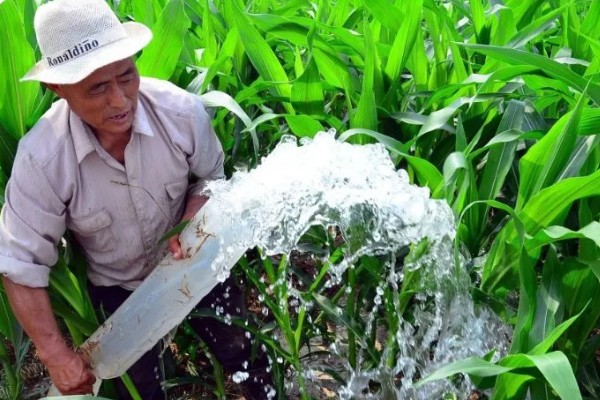 黑玉米的品种，黑珍珠、黑糯1号等品种很常见