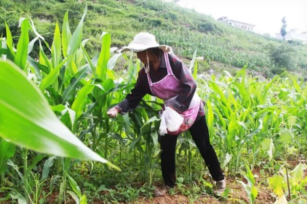 黑玉米的品种，黑珍珠、黑糯1号等品种很常见