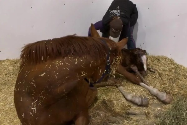 马怎么繁殖后代，马为胎生繁殖