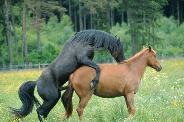 马怎么繁殖后代，马为胎生繁殖