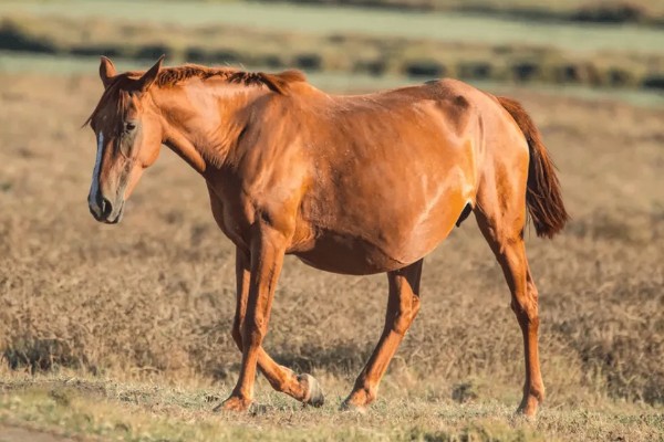 马怎么繁殖后代，马为胎生繁殖