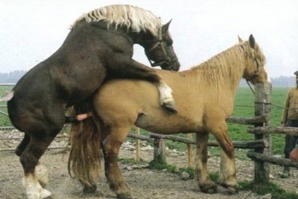 马怎么繁殖后代，马为胎生繁殖