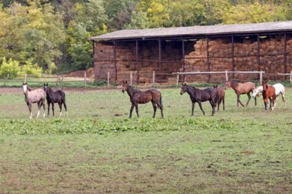 马怎么繁殖后代，马为胎生繁殖