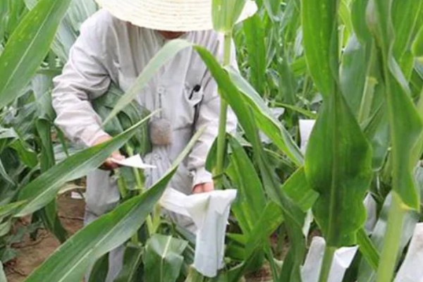 黑玉米的品种，黑珍珠、黑糯1号等品种很常见