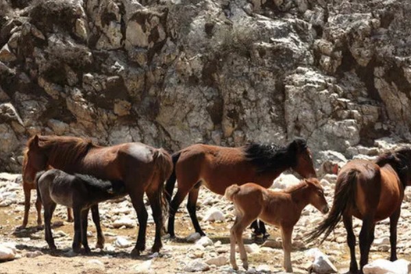 马怎么繁殖后代，马为胎生繁殖