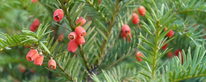 红豆杉是裸子还是被子植物，是裸子植物