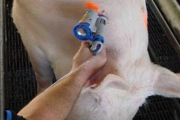 孕畜能否使用兽用维生素B,使用后可治疗腹痛、瘤胃积食等病症