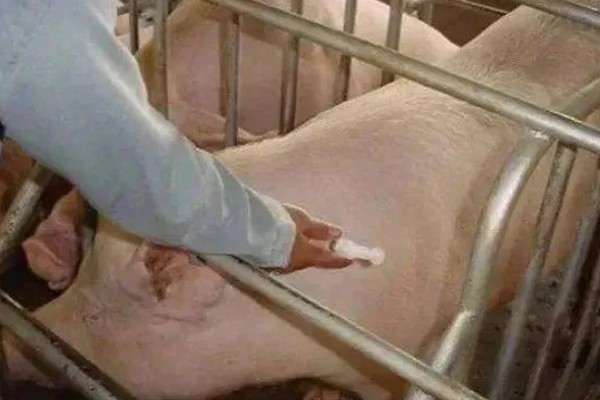 孕畜能否使用兽用维生素B,使用后可治疗腹痛、瘤胃积食等病症