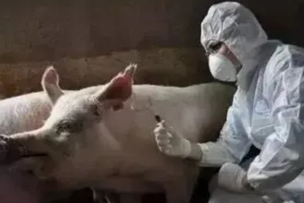 孕畜能否使用兽用维生素B,使用后可治疗腹痛、瘤胃积食等病症