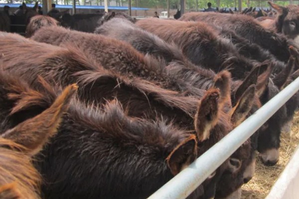 肉驴如何销售，通过肉场是最普遍的方法