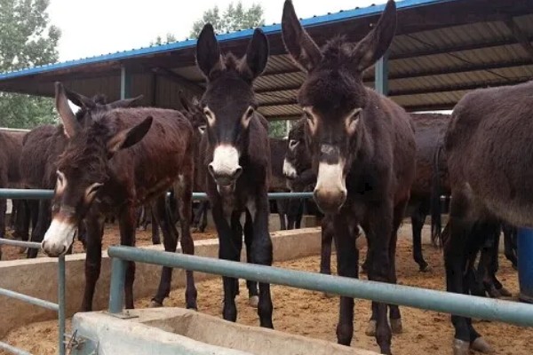 肉驴如何销售，通过肉场是最普遍的方法