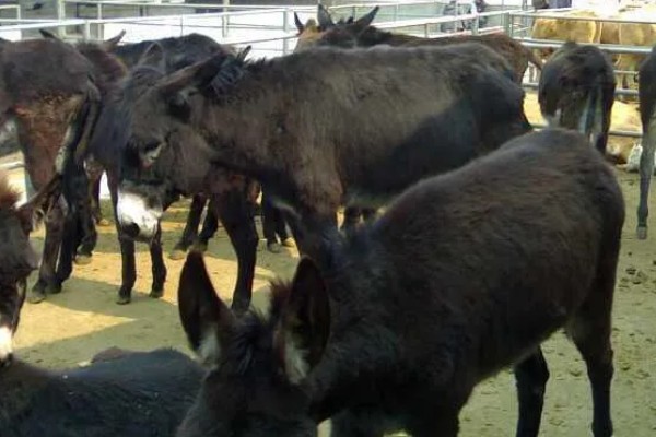 肉驴如何销售，通过肉场是最普遍的方法