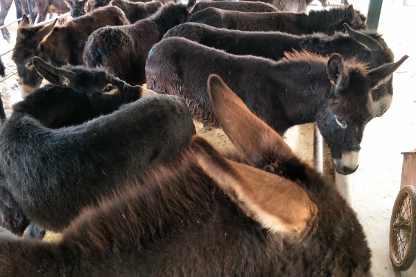 肉驴如何销售，通过肉场是最普遍的方法