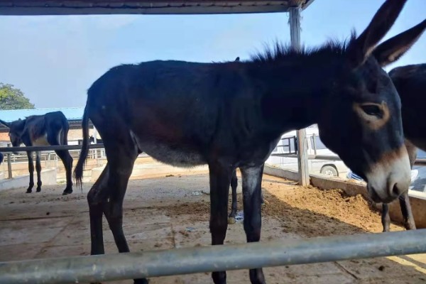 肉驴如何销售，通过肉场是最普遍的方法