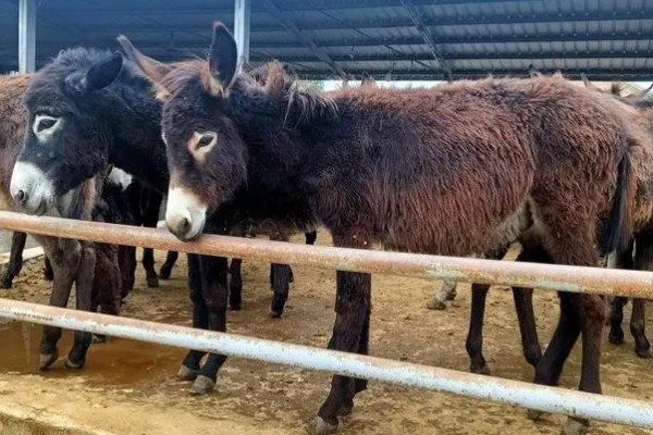 肉驴如何销售，通过肉场是最普遍的方法