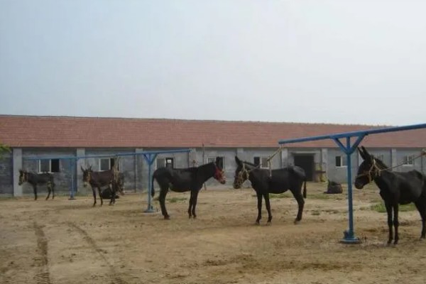 肉驴如何销售，通过肉场是最普遍的方法