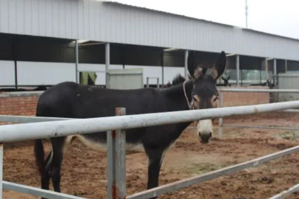 肉驴如何销售，通过肉场是最普遍的方法