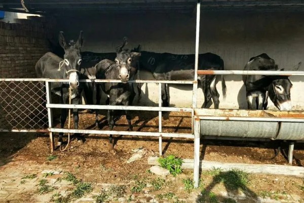 肉驴如何销售，通过肉场是最普遍的方法