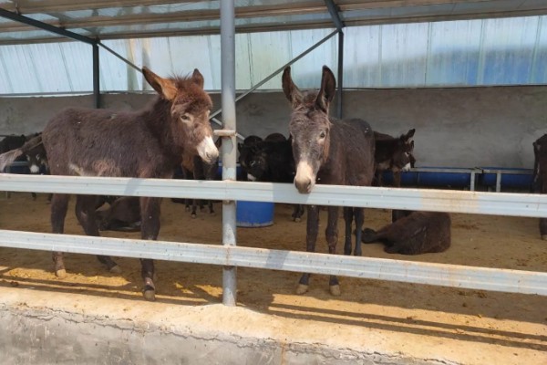 肉驴如何销售，通过肉场是最普遍的方法