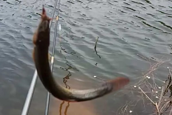 钓泥鳅应该钓底吗，属于底栖性鱼类