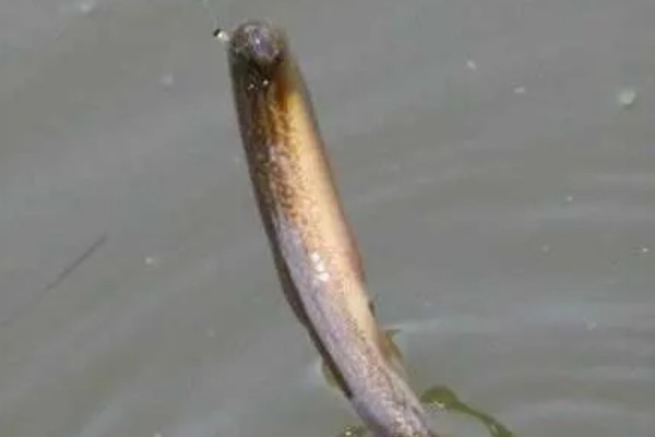 钓泥鳅应该钓底吗，属于底栖性鱼类