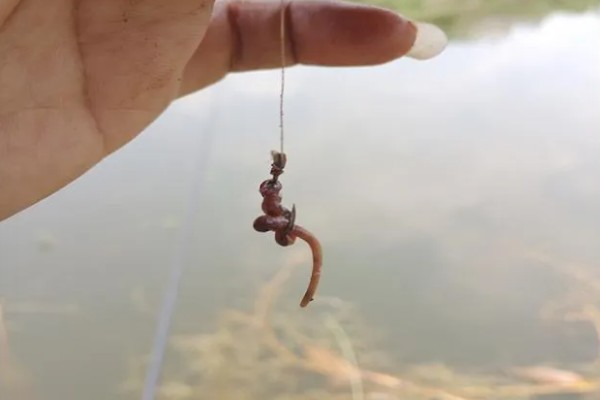 钓泥鳅应该钓底吗，属于底栖性鱼类