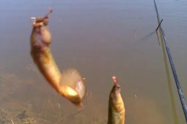 钓泥鳅应该钓底吗，属于底栖性鱼类