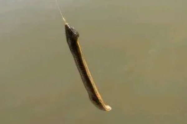 钓泥鳅应该钓底吗，属于底栖性鱼类