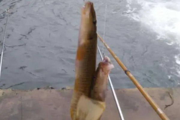 钓泥鳅应该钓底吗，属于底栖性鱼类