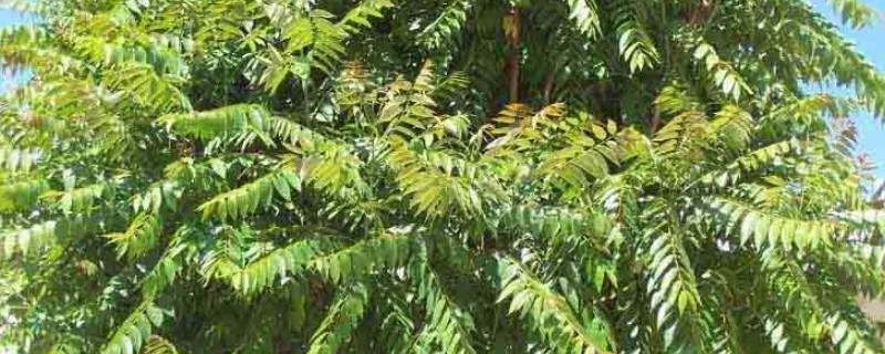 白椿的花语，寓意幸福美好等