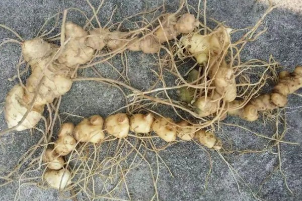 黄精是哪种药材,是补益类药材