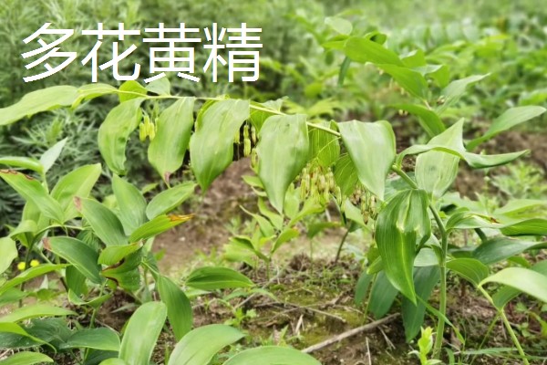 黄精是哪种药材,是补益类药材