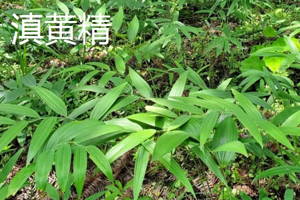 黄精是哪种药材,是补益类药材