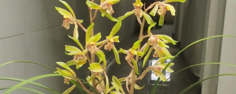 蕙兰叶子发黄的原因及解决方法，可能是土壤板结所致