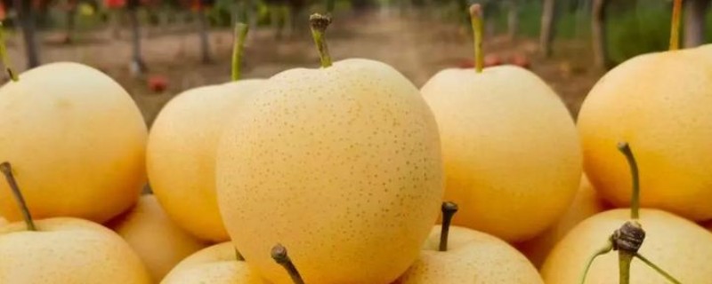 选购优质黄金梨的方法，从梨脐、形状等方面去挑选