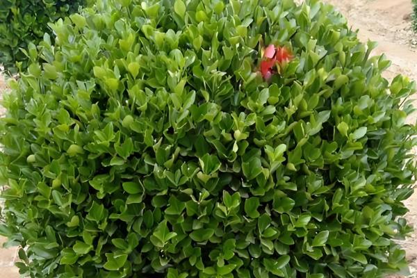 冬青的生长习性,冬青喜温暖湿润环境