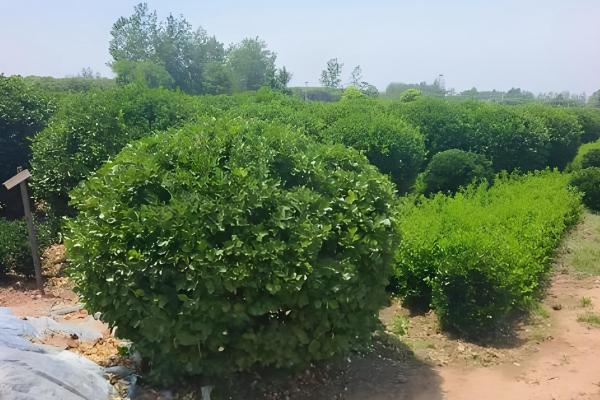 冬青的生长习性,冬青喜温暖湿润环境