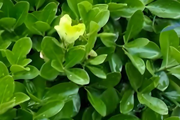 冬青的生长习性,冬青喜温暖湿润环境