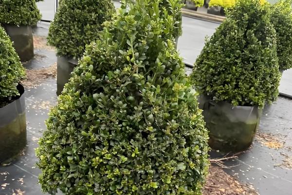 冬青的生长习性,冬青喜温暖湿润环境