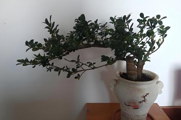 冬青的生长习性,冬青喜温暖湿润环境