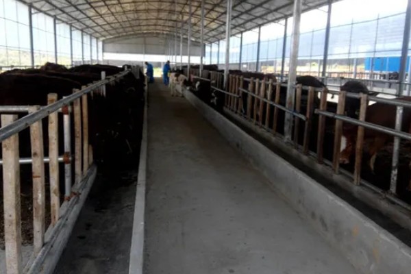 牛舍消毒用哪些消毒液，可以用氢氧化钠