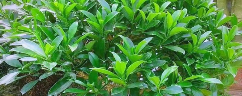 灰莉适合放家里吗，适合放在家里