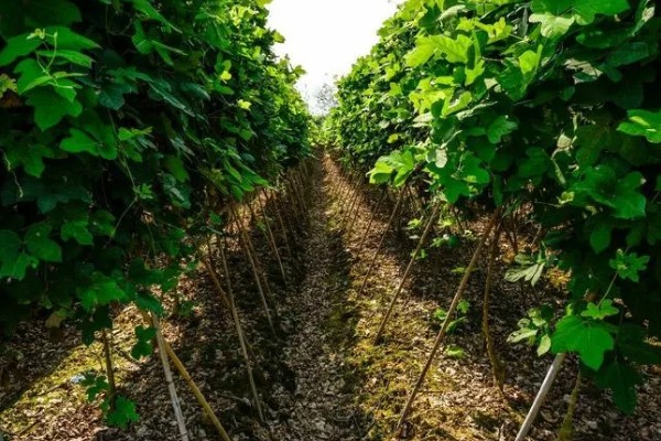 葛根是喜阳还是喜阴，葛根喜阳