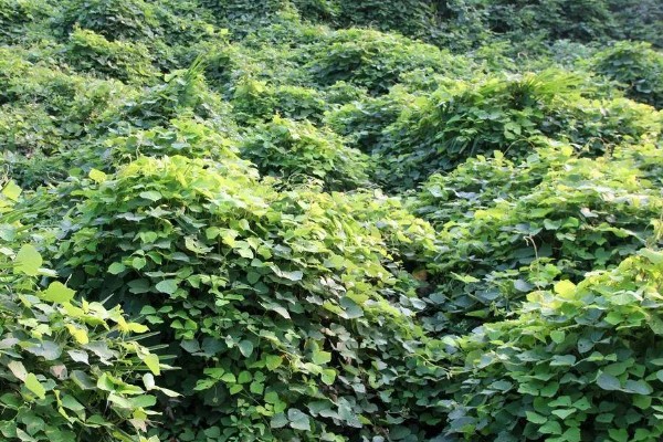 葛根是喜阳还是喜阴，葛根喜阳