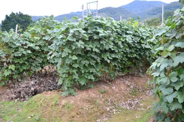 葛根是喜阳还是喜阴，葛根喜阳