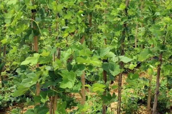 葛根是喜阳还是喜阴，葛根喜阳