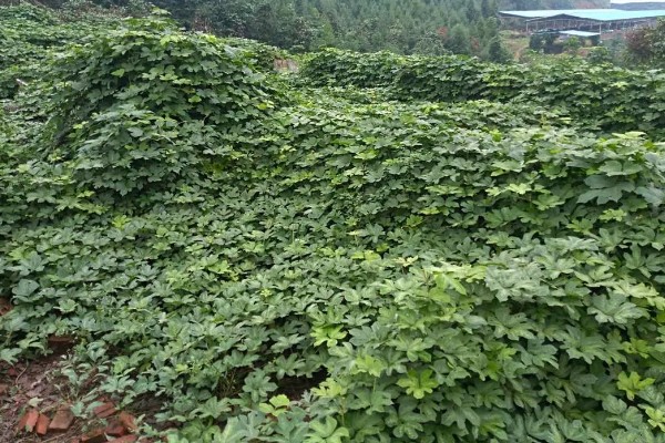 葛根是喜阳还是喜阴，葛根喜阳