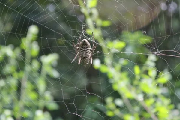 蜘蛛结网的原因，结网是蜘蛛的主要捕食手段